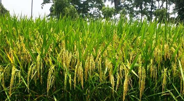 দিনাজপুরে ব্রির রাইস গার্ডেন স্থাপন: এক মাঠে ৫৪ জাতের ধান
