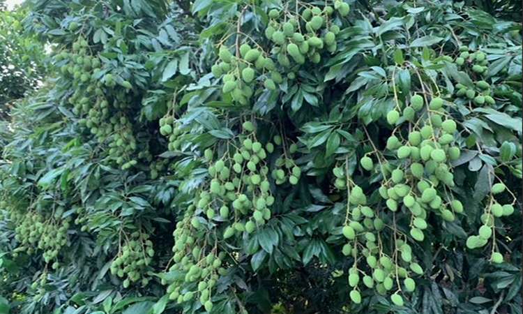 ৫৫ কোটি টাকার লিচু বাণিজ্যের সম্ভাবনা মেহেরপুর